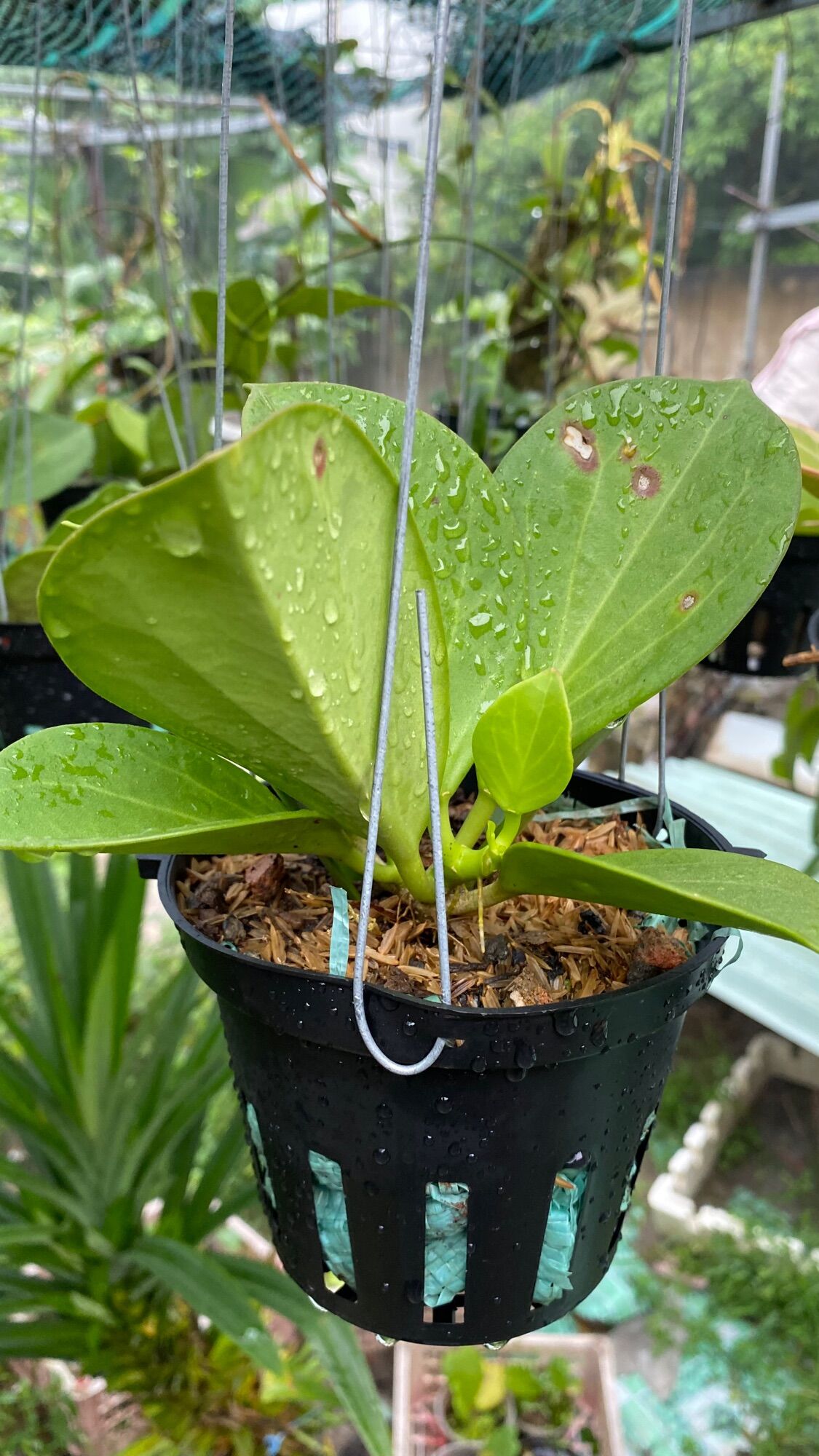 Cẩm cù lá xếp - Pachyclada