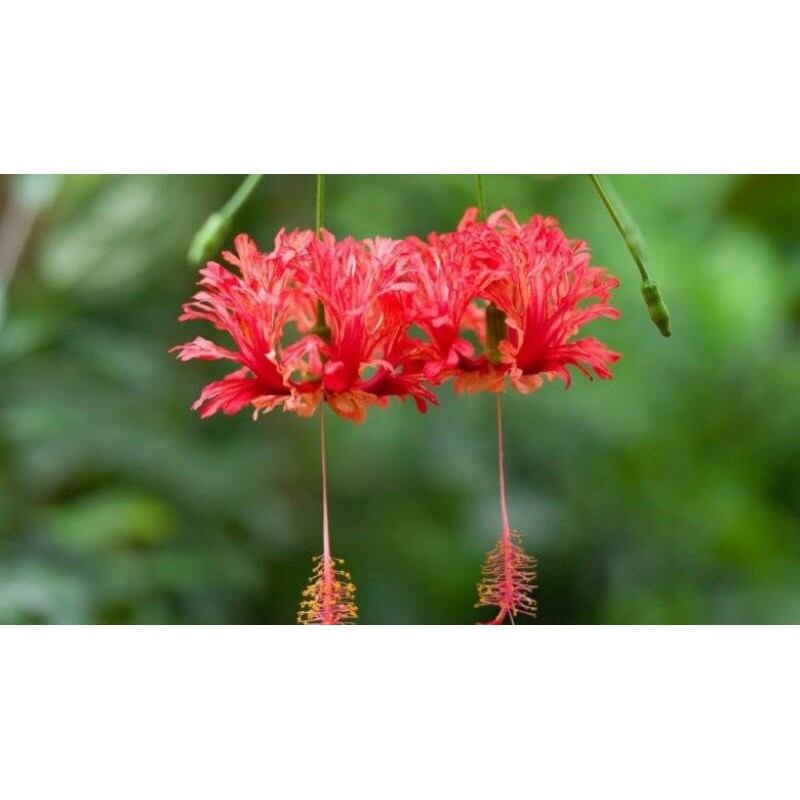 Hoa Dâm Bụt Lồng Đèn Cổ