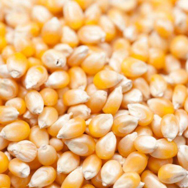 1kg Ngô mỹ làm bắp rang bơ thơm ngon