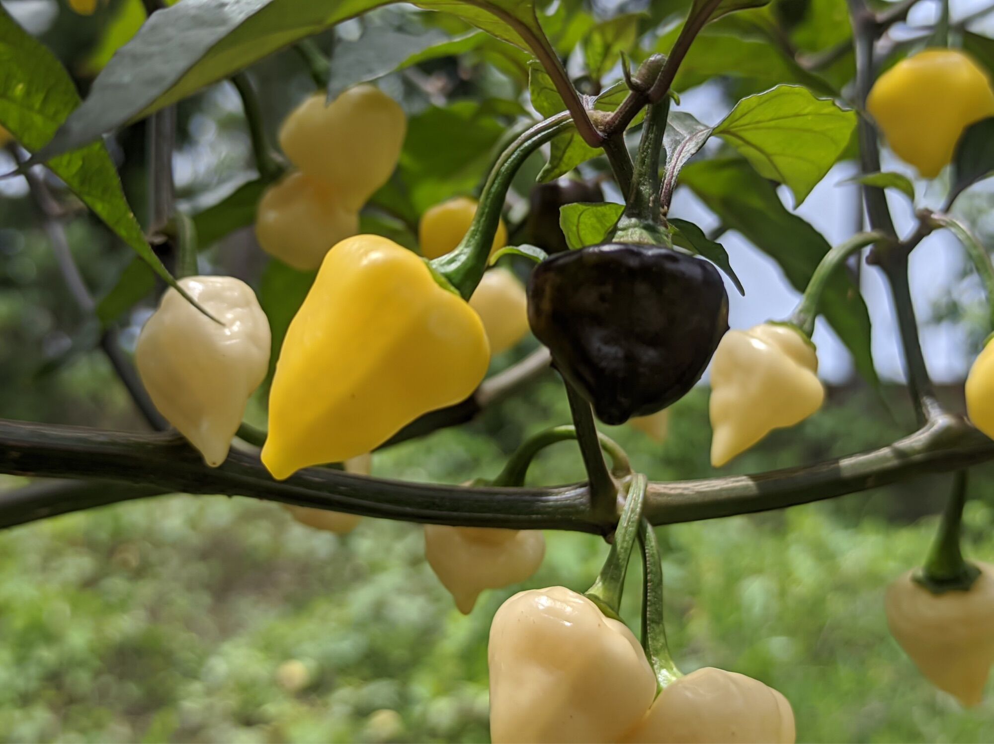 Combo 8 quả ớt ngọt cherry