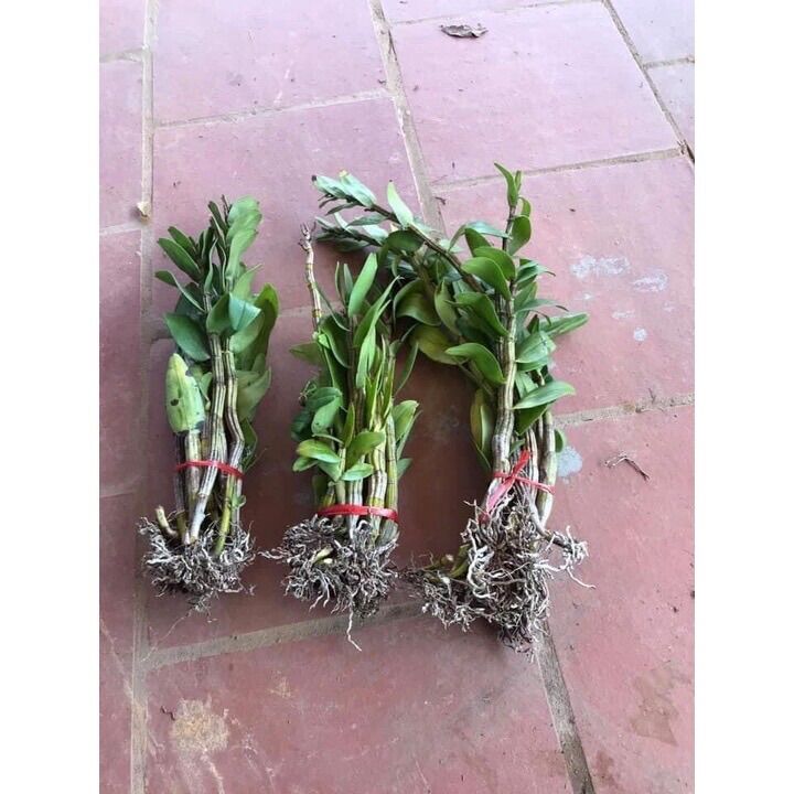 Hoa lan đuôi công đột biến sỉ 25k(1 bó)