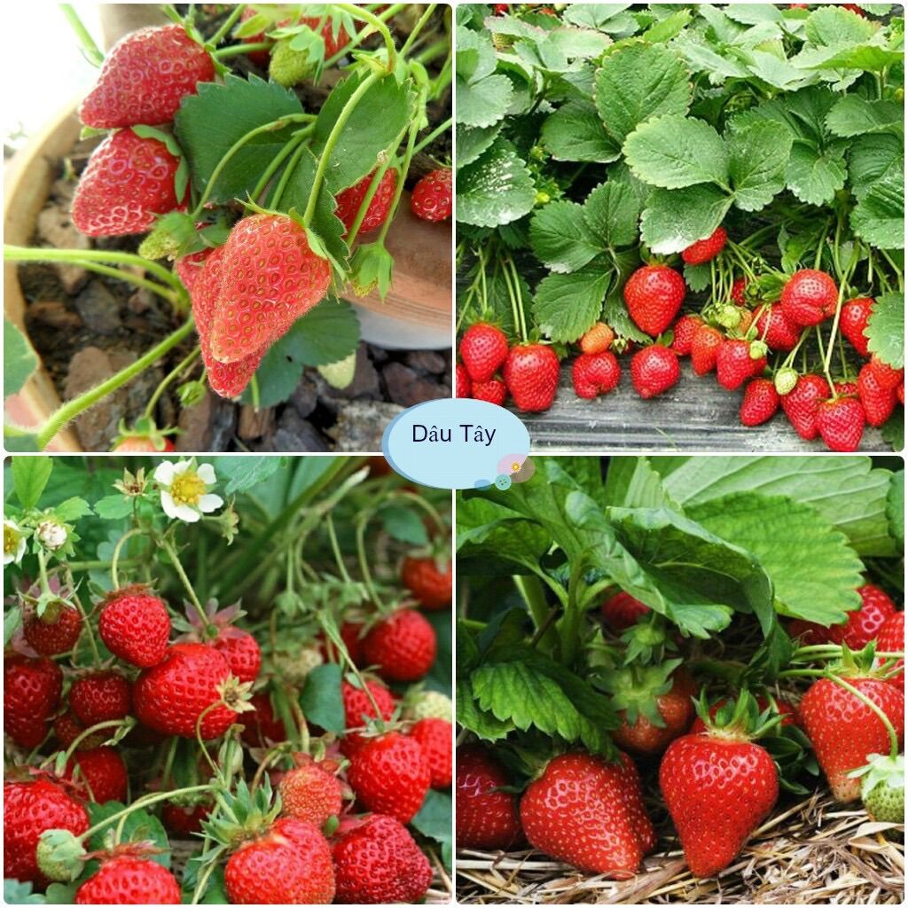 Hạt Giống Dâu Tây