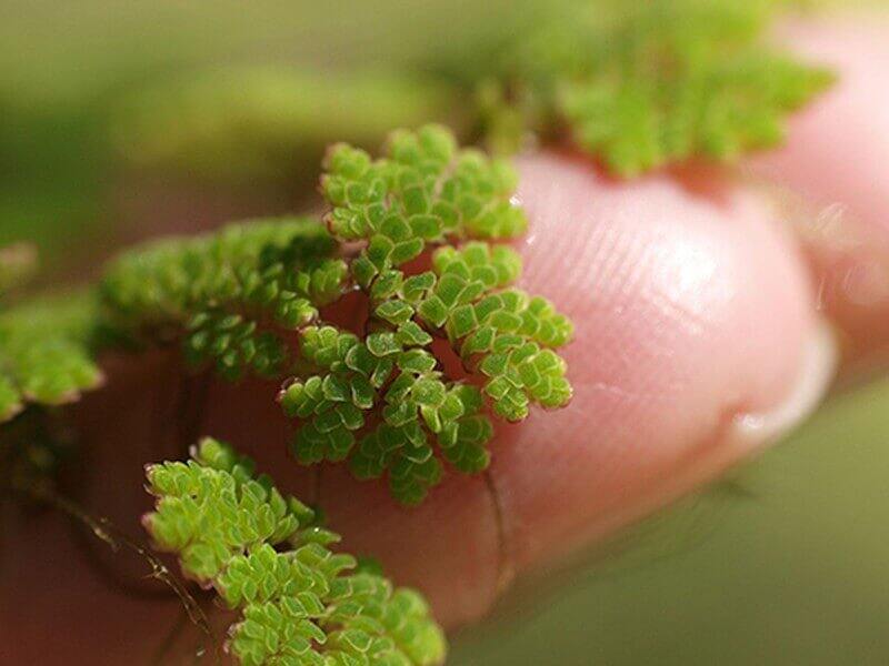 Bèo Hoa Dâu - Bèo Mini Trang Trí Bể Thủy Sinh