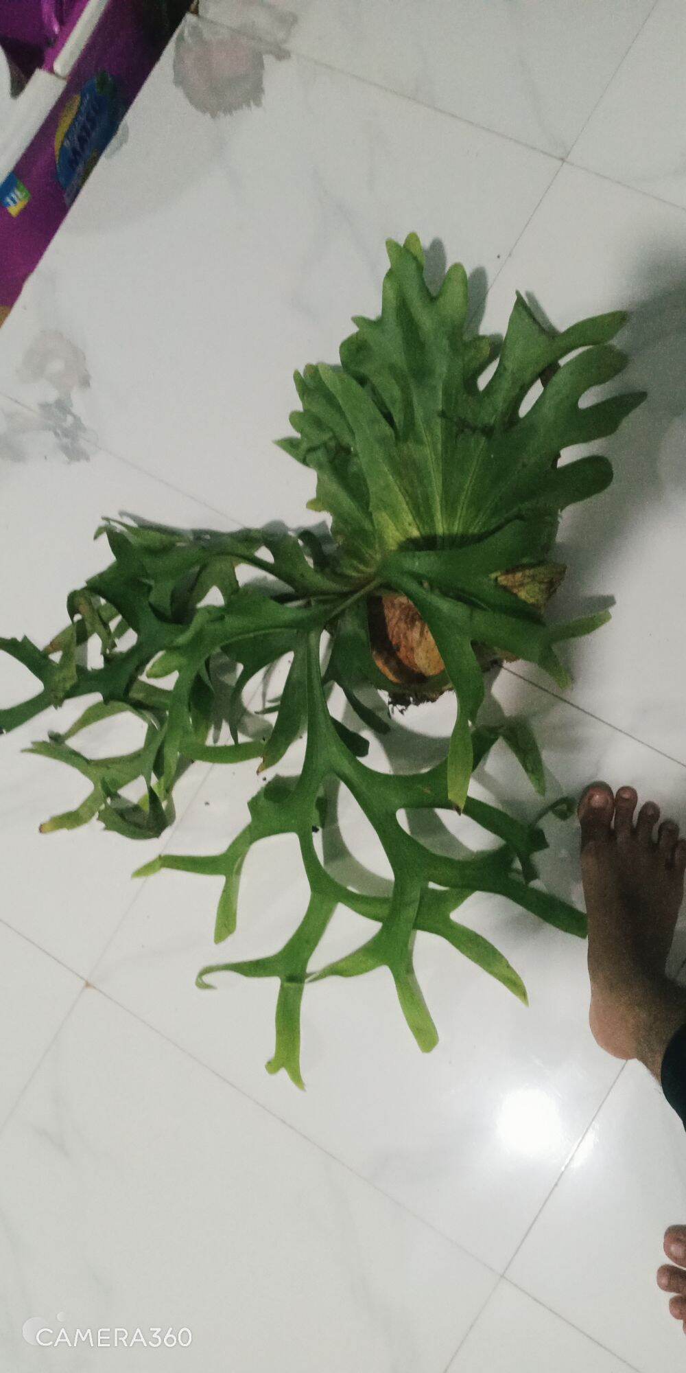 CÂY Ổ RỒNG