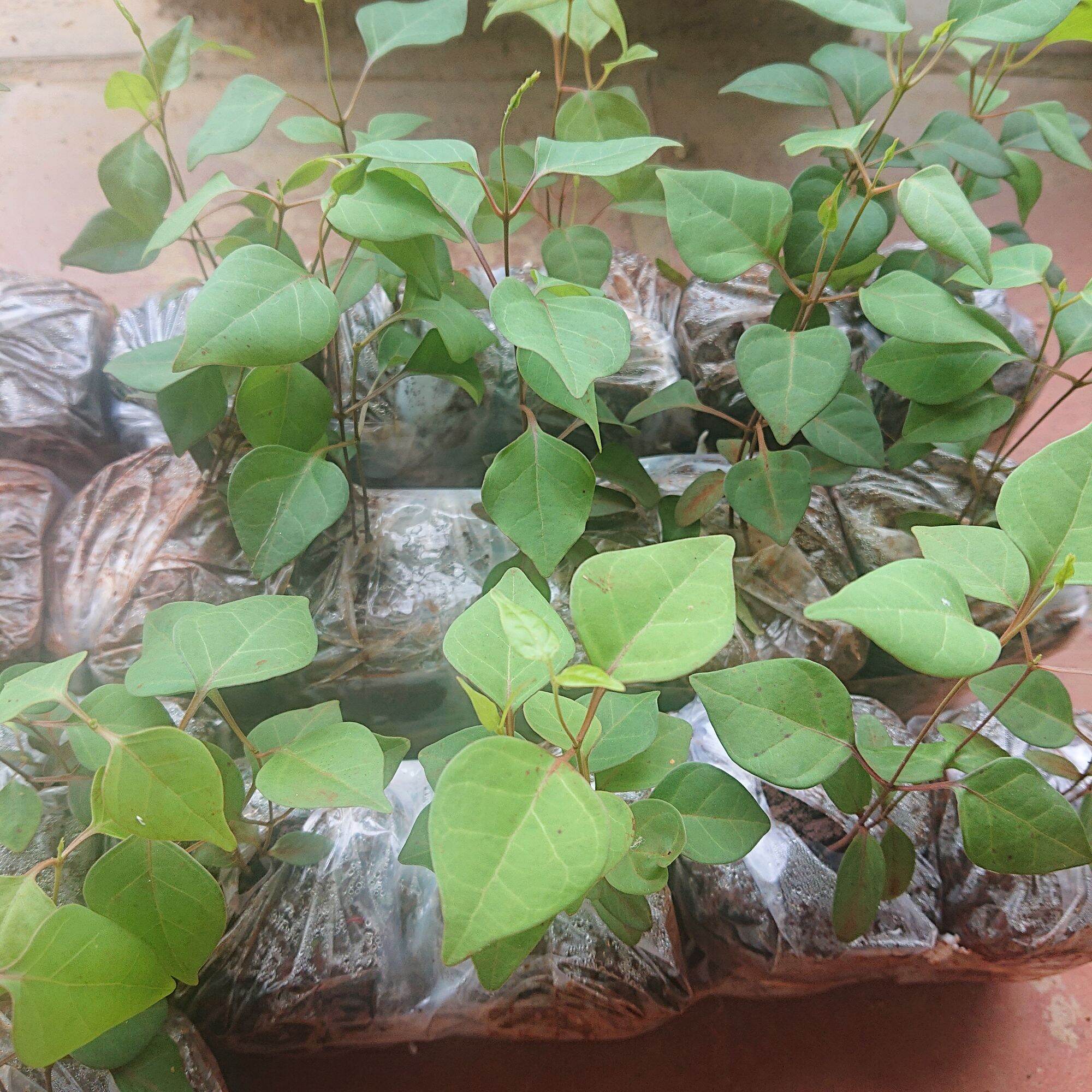 Cây giống Lá Giang, giang chua