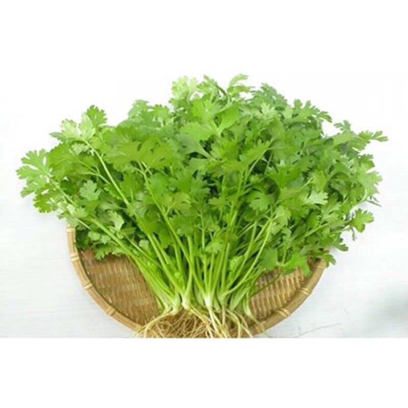 Hạt Giống Ngò Rí - Ngò Lá Nhỏ