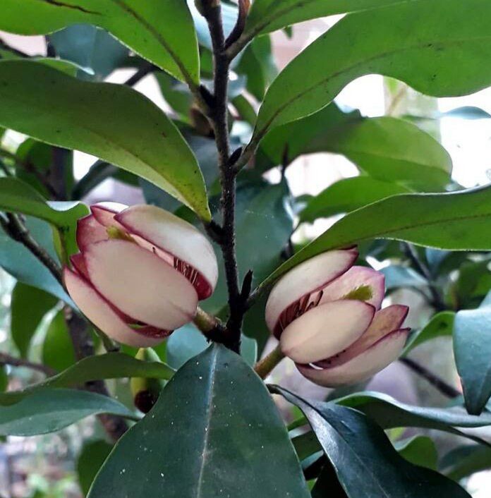 Cây giống lan tiêu chuẩn ảnh