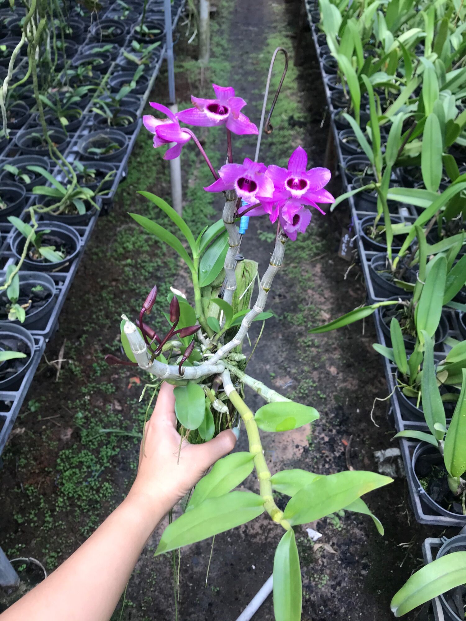 Lan Trầm Tím Bảng Gỗ Hoa Siêu Thơm