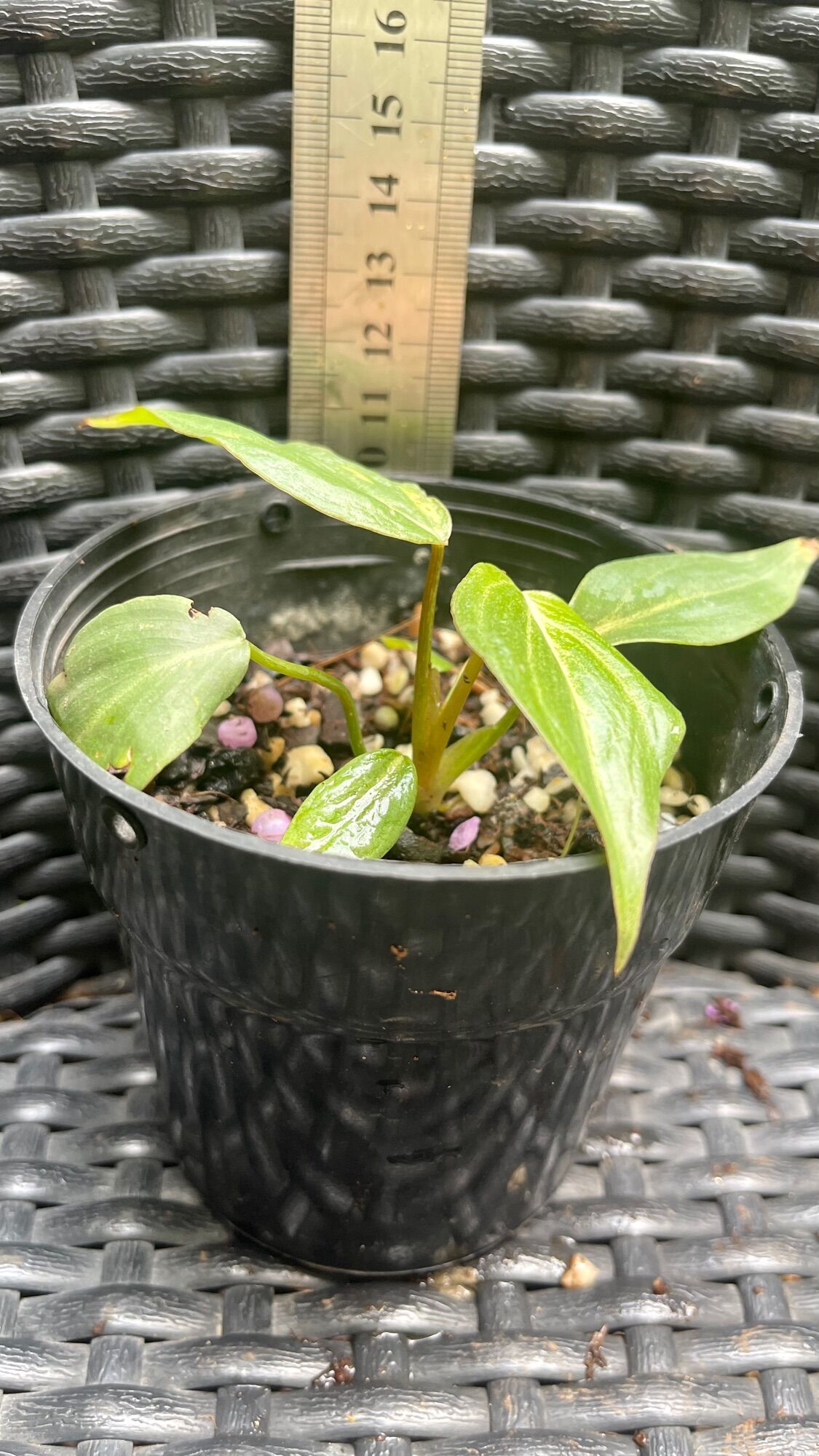 Cây Philodendron Gloriosum con