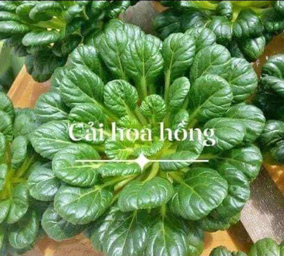 Hạt giống cải hoa hồng giàu dinh dưỡng vừa rau vừa làm cảnh