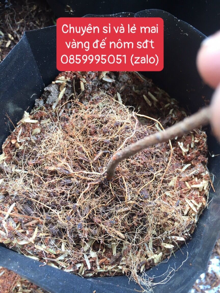 20 Cây Mai Vàng Con Đế Nôm Cao 40-60cm