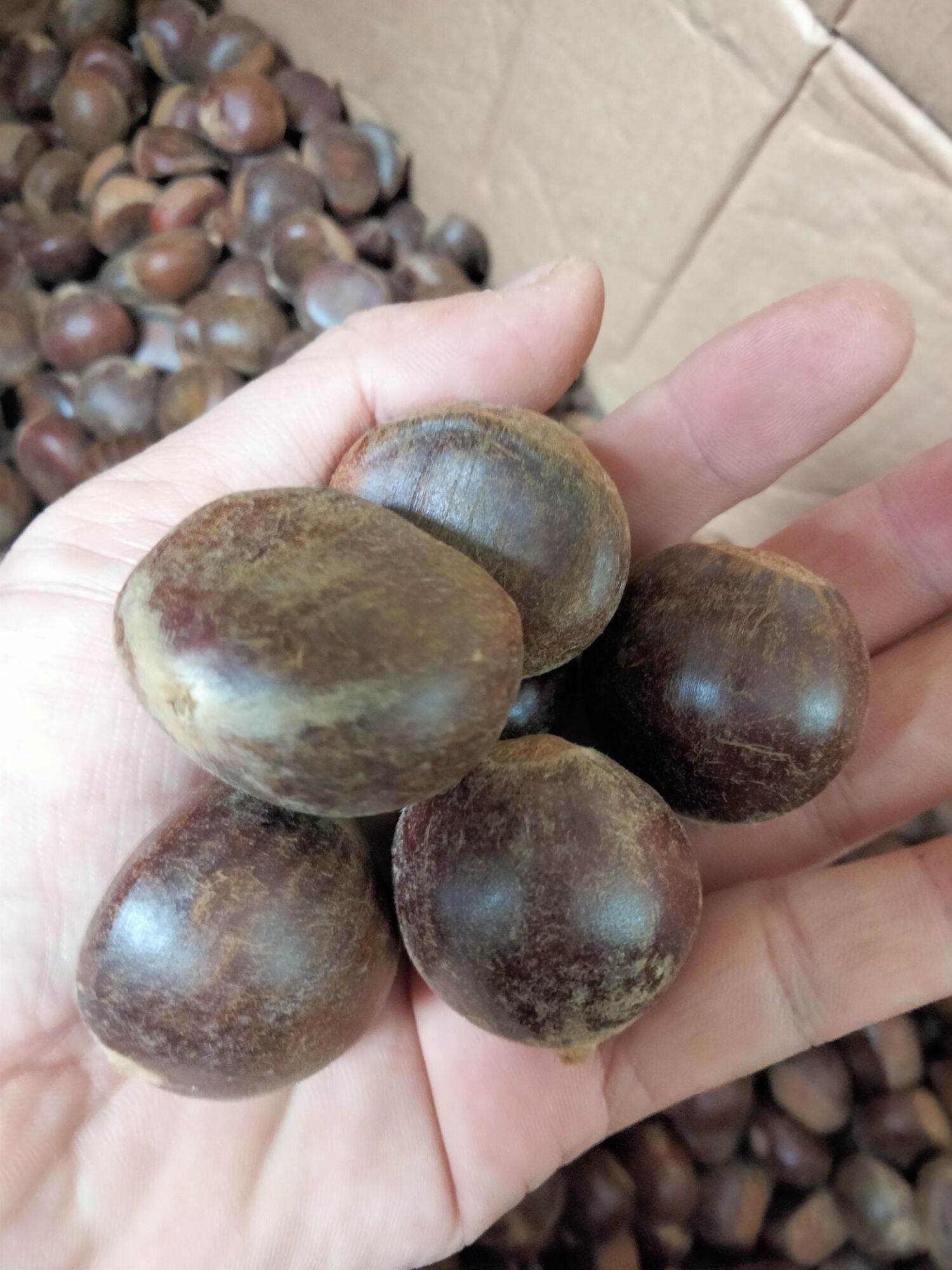 Hạt dẻ Sapa ngọt bùi (Loại 1 siêu to)