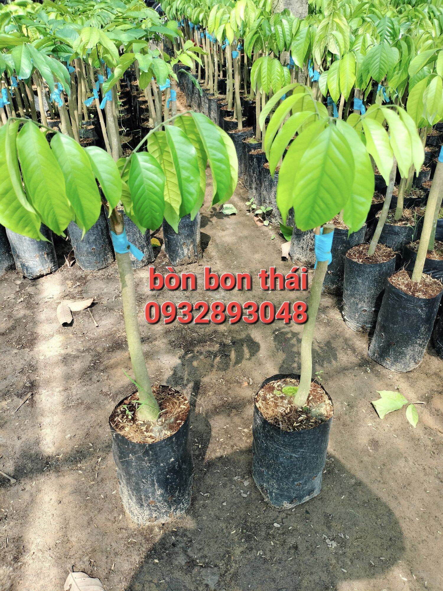 CÂY GIỐNG BÒN BON THÁI