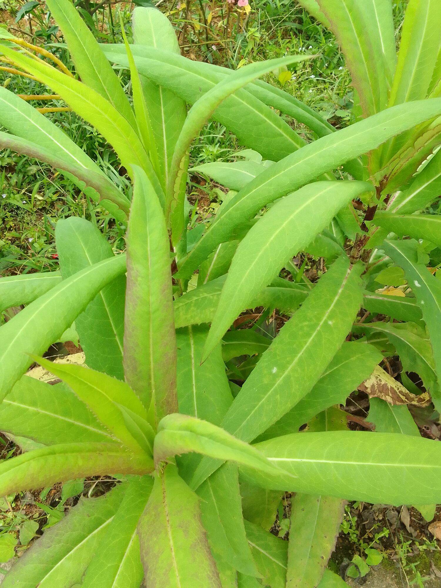 1 cây giống bồ công anh