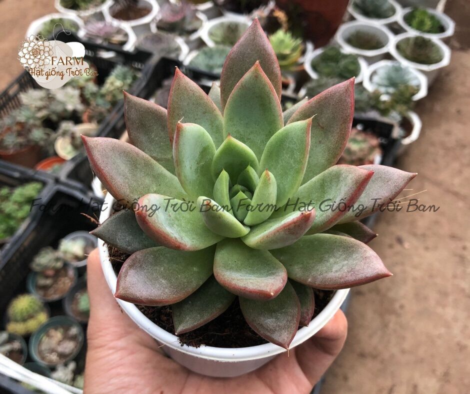 SEN ĐÁ SIZE TRUNG NGẦU NHIÊN SEN ĐẸP GIÁ RẺ 🥹 SIZE 8-10CM 😅 XUẤT VƯỜN ĐÀ LẠT 🥹 ĐÃ THUẦN KHÍ HẬU