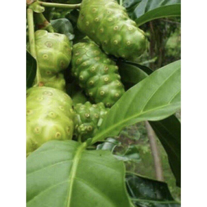 Lá nhàu tươi 1kg hái tại nhà