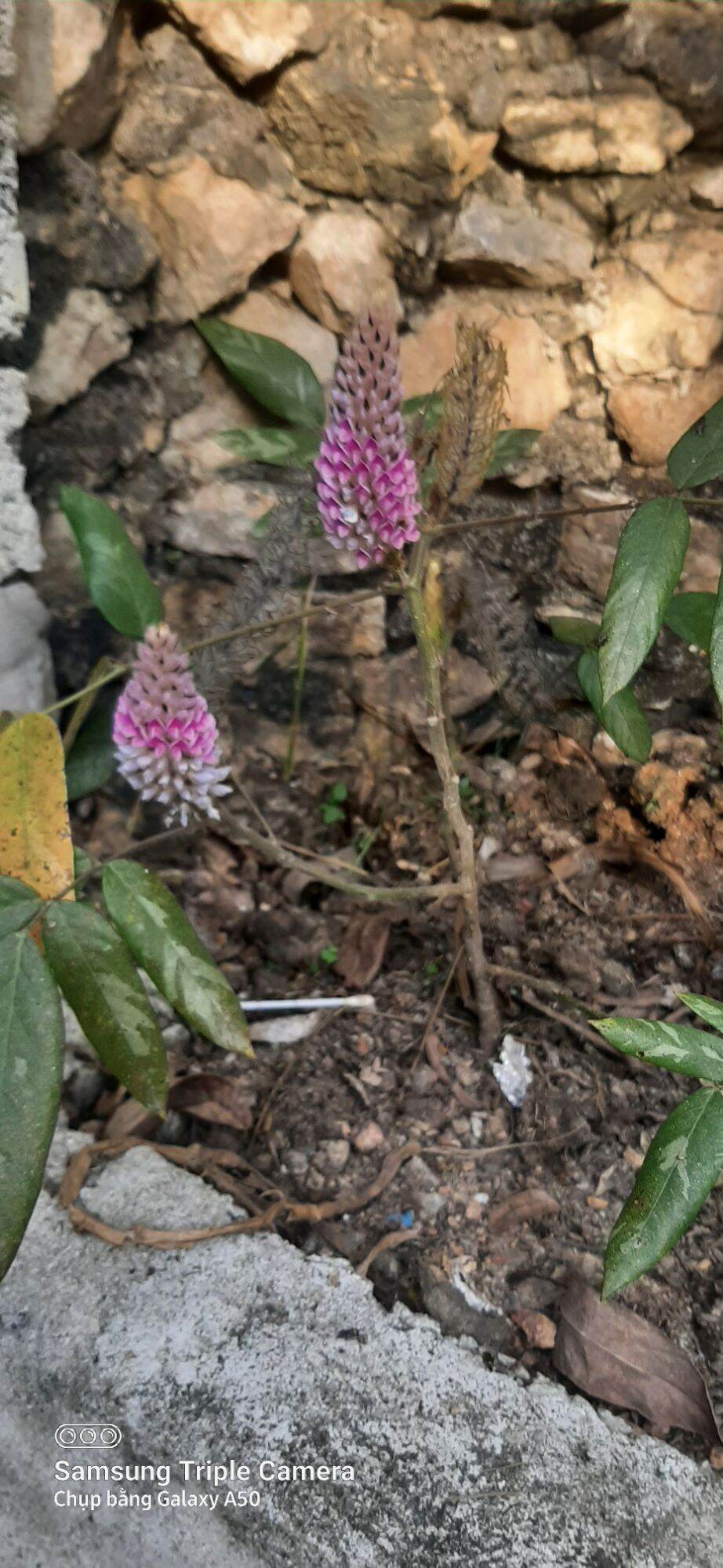 hạt giống cây đuôi chồn (0.2g)