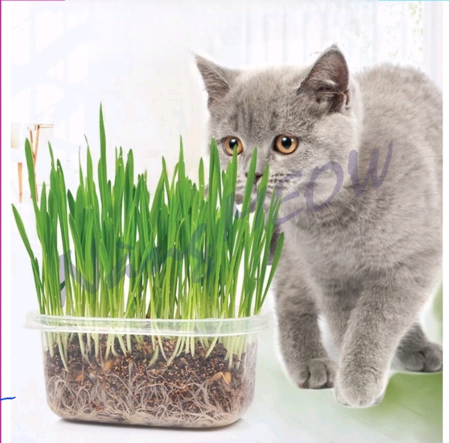 Cat Grass Seeds Eat Pepper to Grow Fluffy Fur