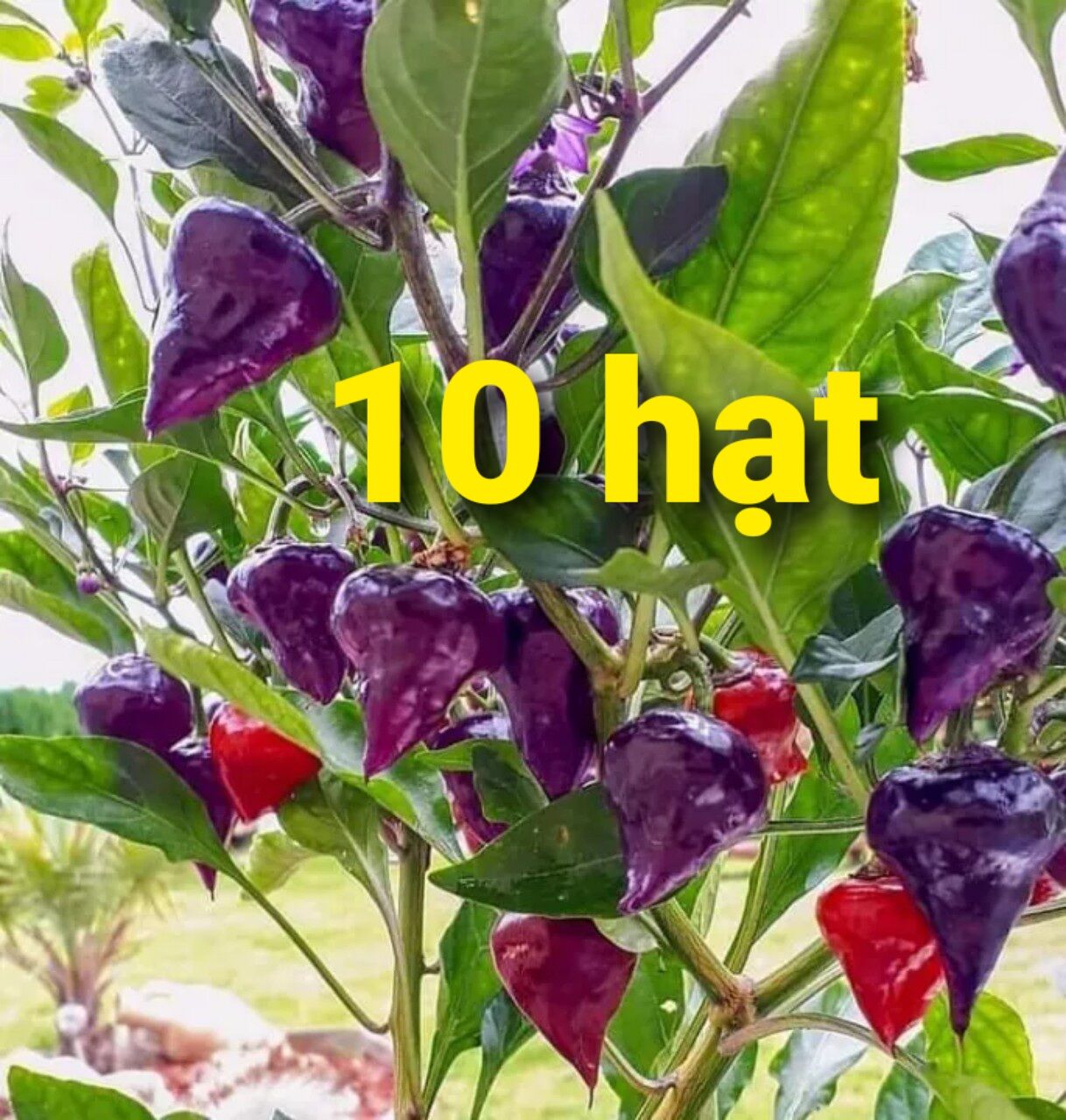 Hạt Ớt UFO Purple thích nghi khí hậu Vn