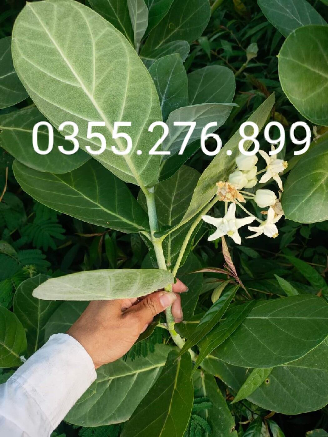 lá hen khô 1kg hàng khô, đẹp