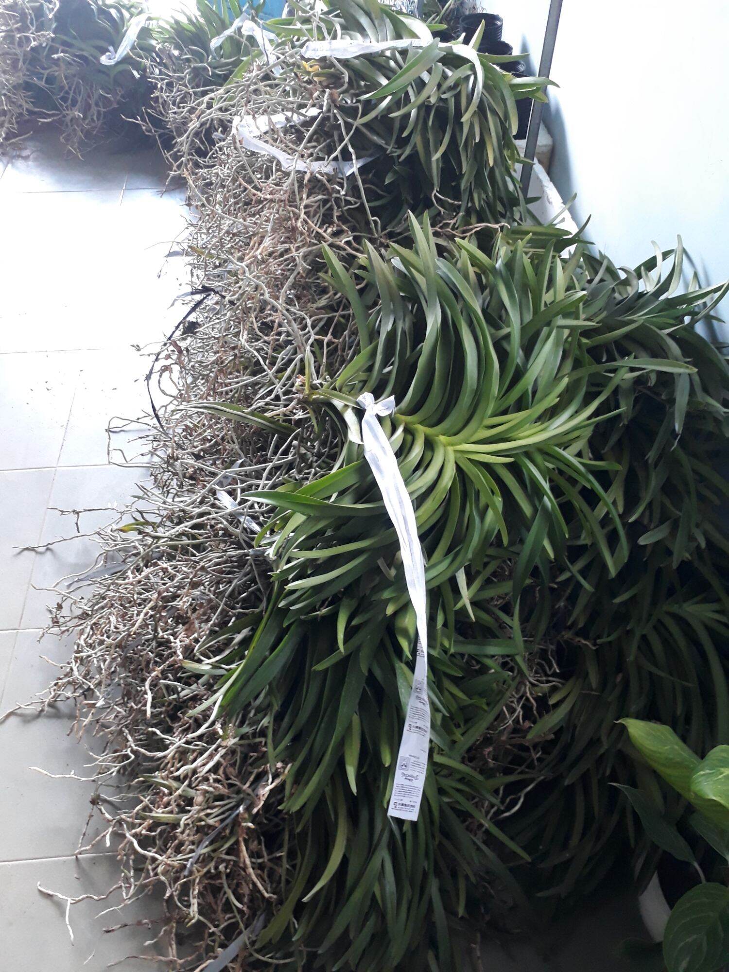 Combo 5 Cây Lan Giống Mokara(cao 20-30cm) màu Đỏ