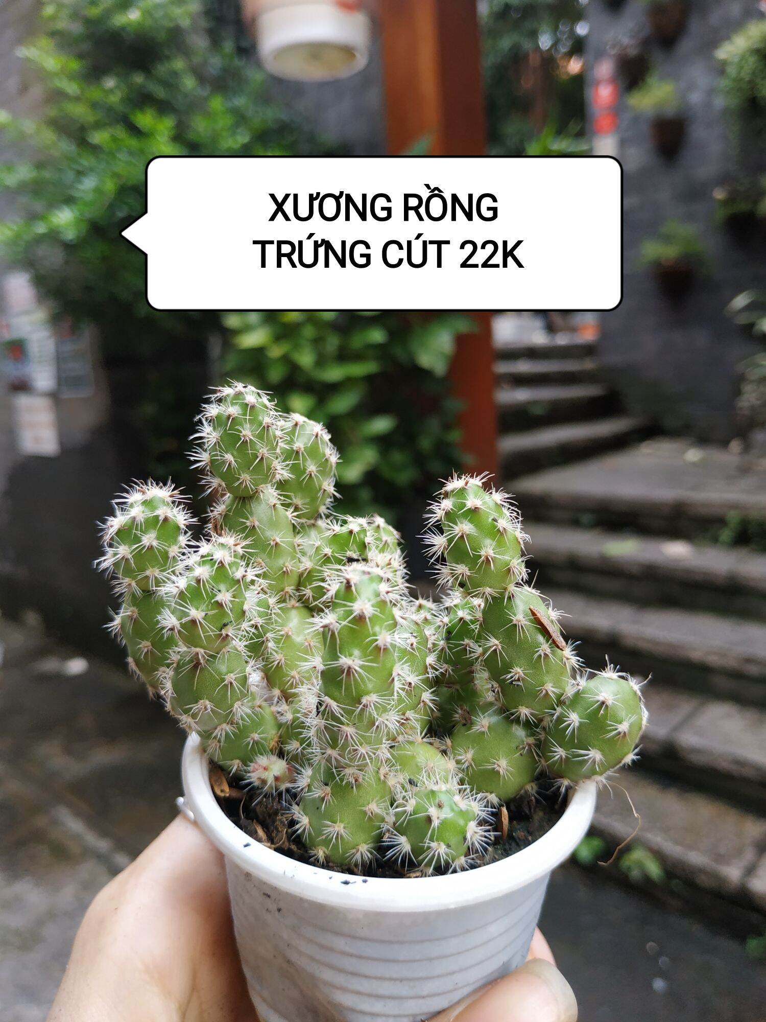 Xương rồng trứng cút