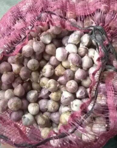 Tỏi cô đơn (loại 1 dùng làm tỏi đen).