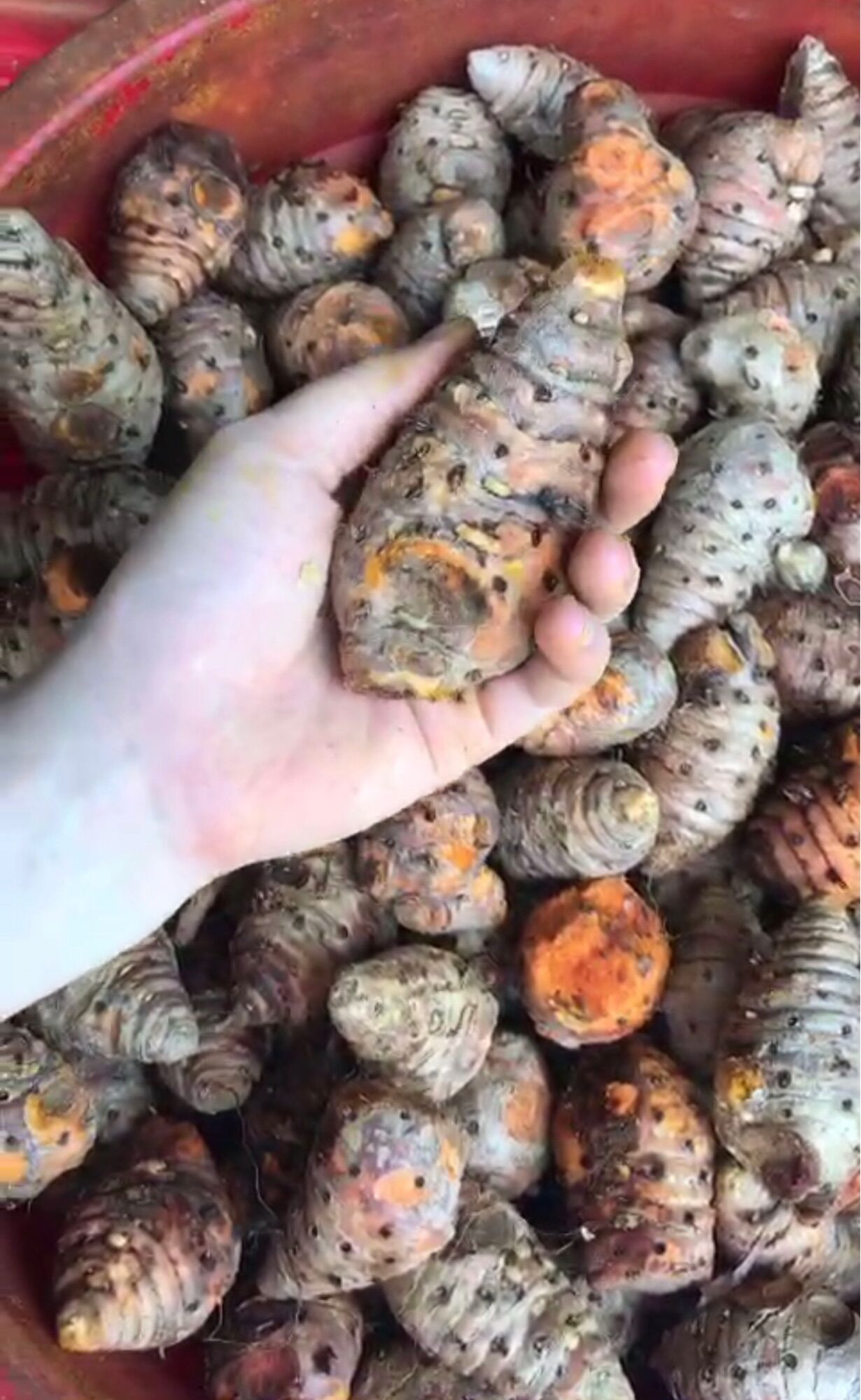Cốt gừng nghệ gấc hạ thổ cho mẹ sau sinh