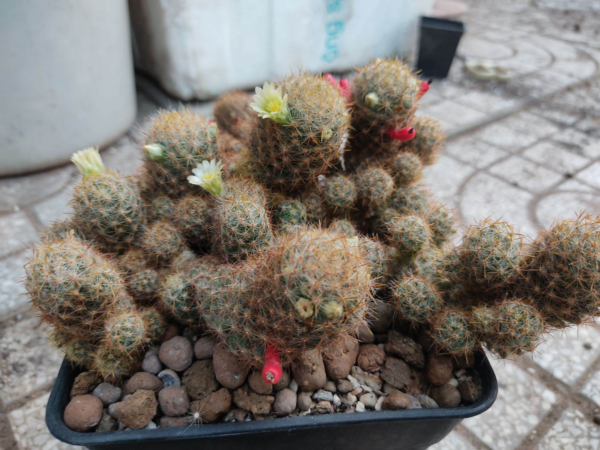 Cây Xương rồng mammi bụi hoa vàng nhạt - Mammillaria prolifera.