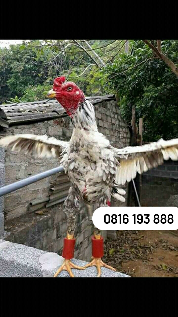 Tạ cao su cho gà chọi, gà đá