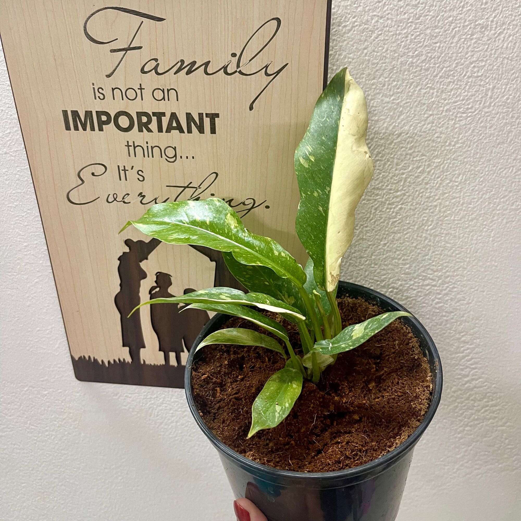 Cây trầu bà philodendron ring of fire var
