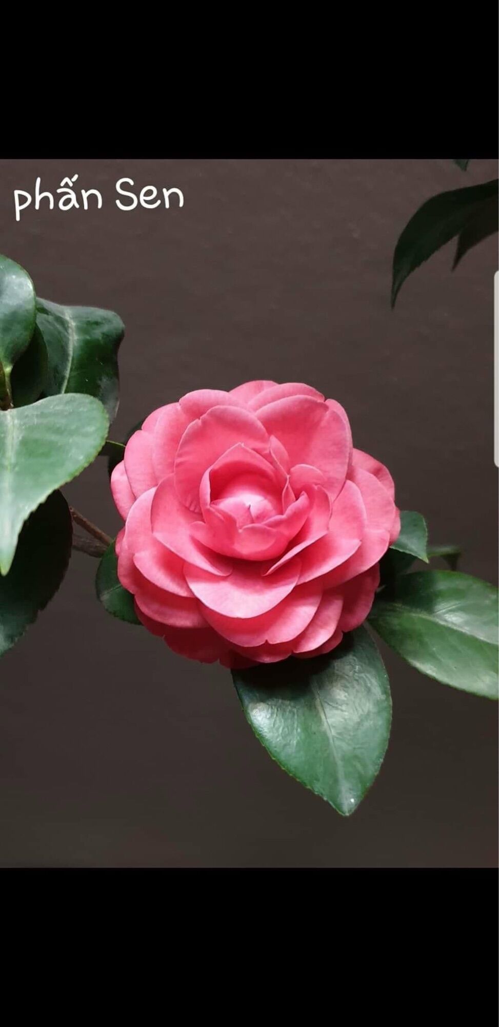 Cây Giống Trà My Cổ(1 bầu cây giống)