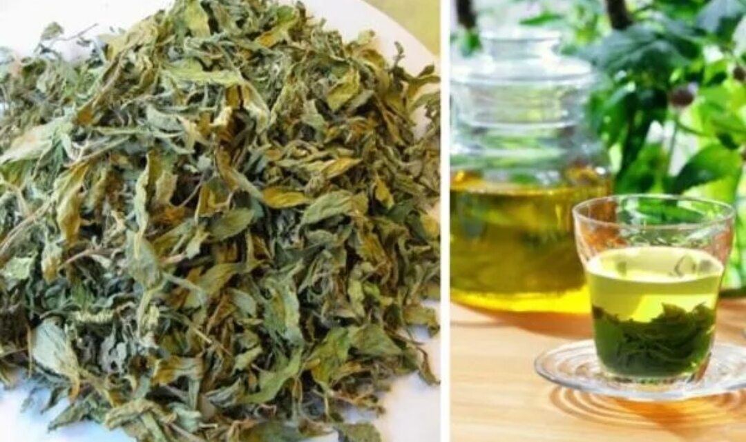 1kg Lá Đinh Lăng nếp phơi khô , mùi thơm , bổ dưỡng