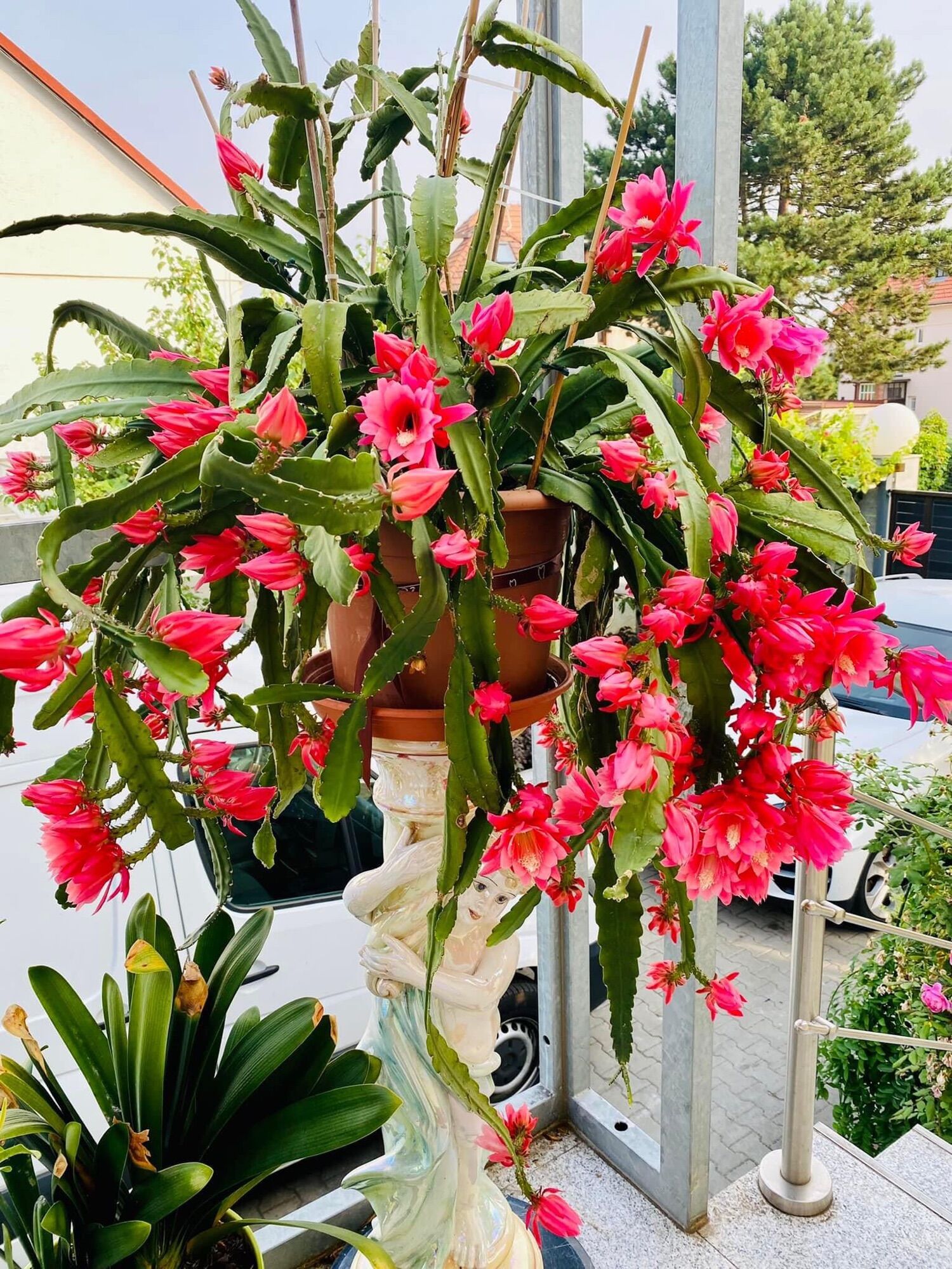 Chậu giống hoa nhật quỳnh