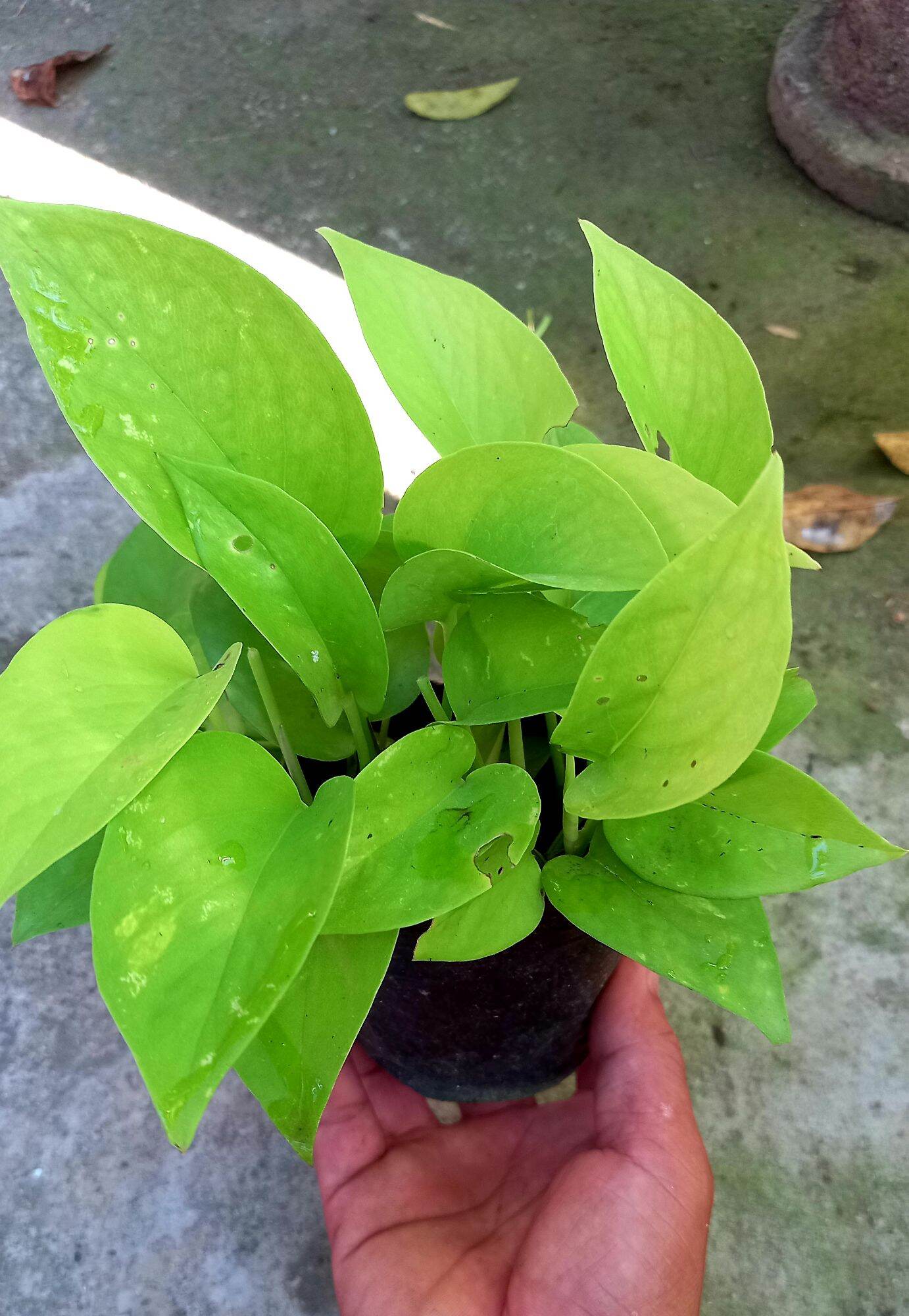 Cây trầu bà thái vàng
