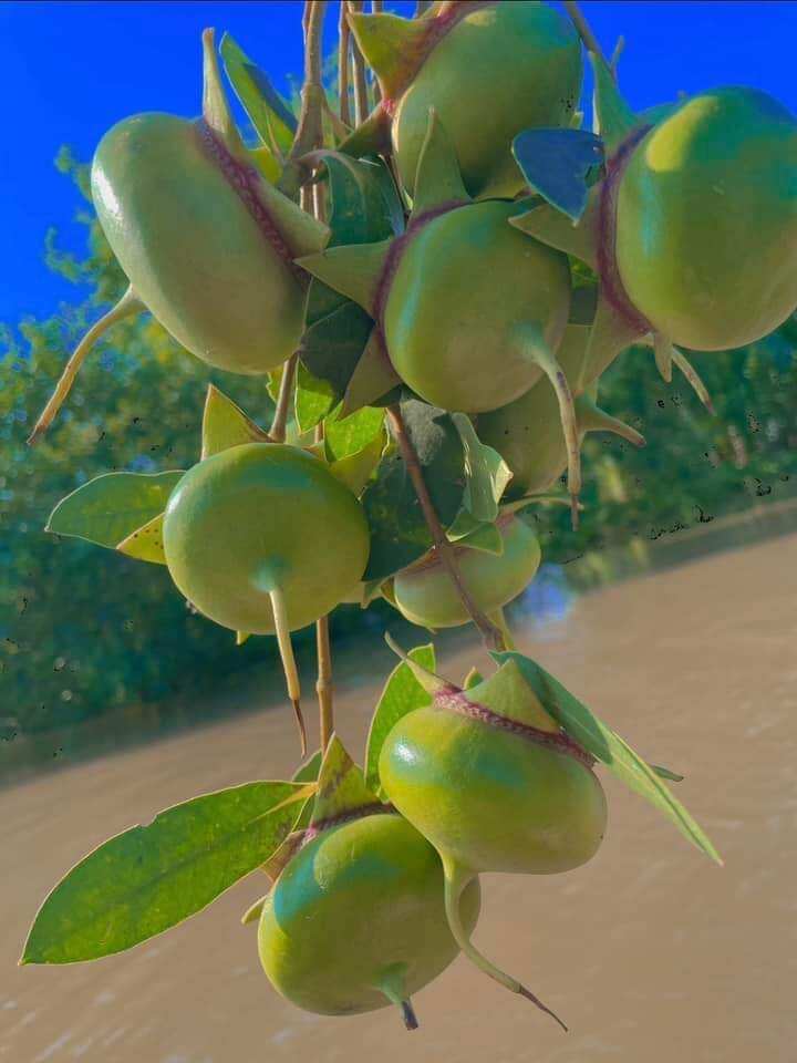 Trái bần miền tây