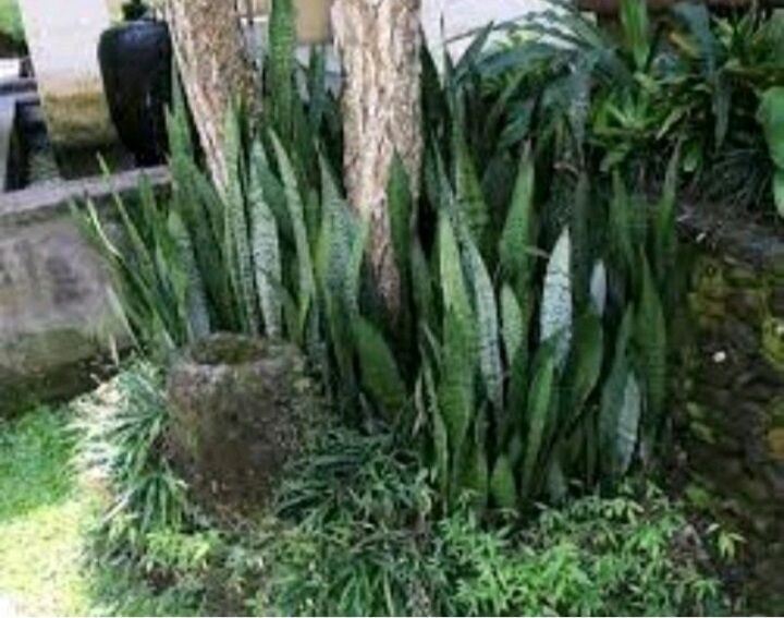 Cây Lưỡi Hổ xanh  cao 50-70cm