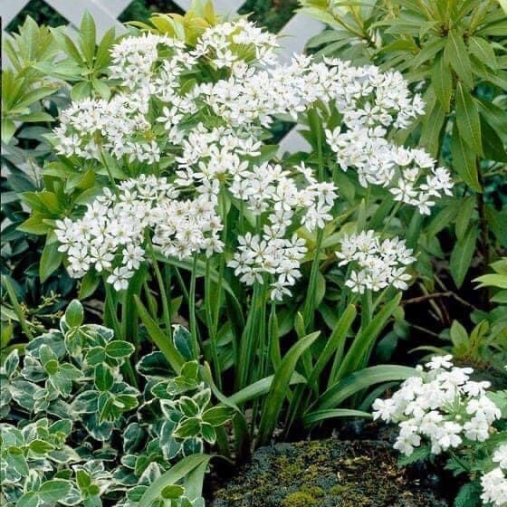 Củ hoa alium chơi Tết