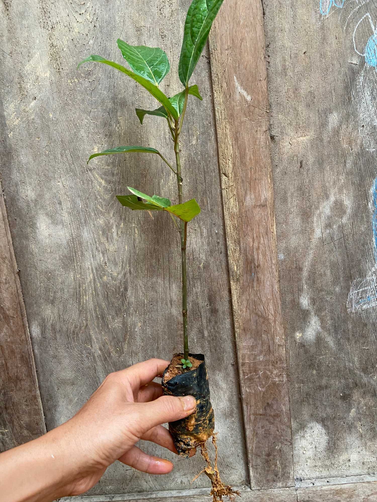 Cây sung nhỏ cao 25cm