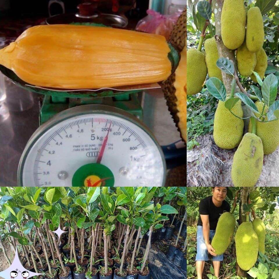 Cây giống mít trái dài malaysia