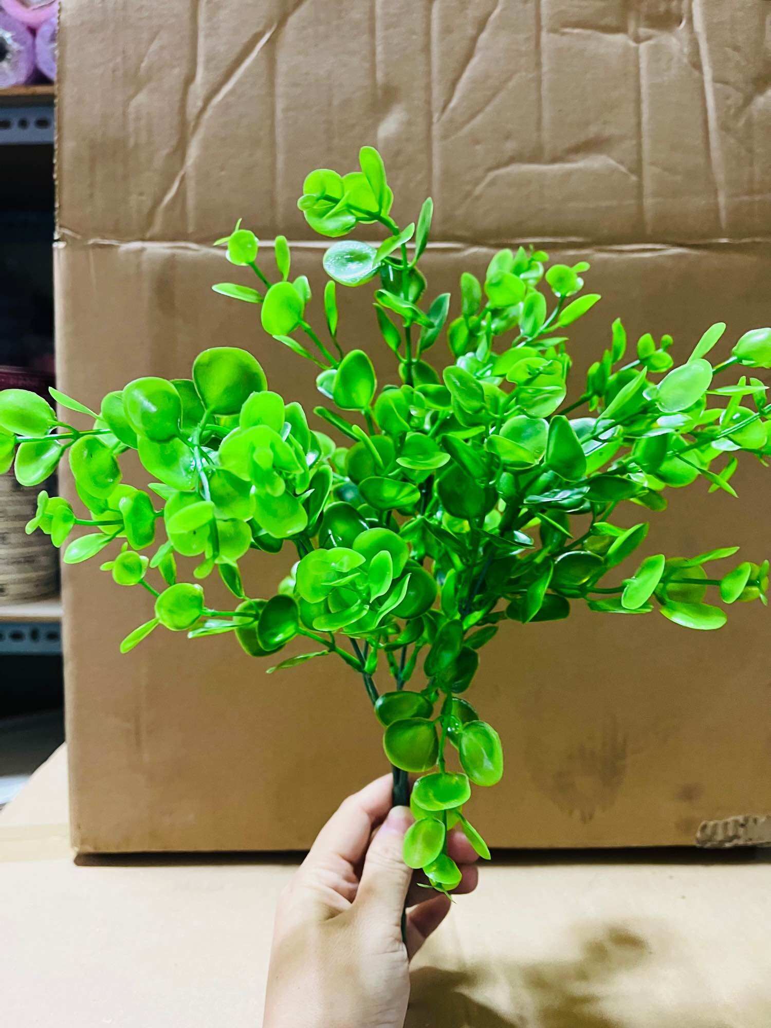 100g cỏ điểm tai chuột