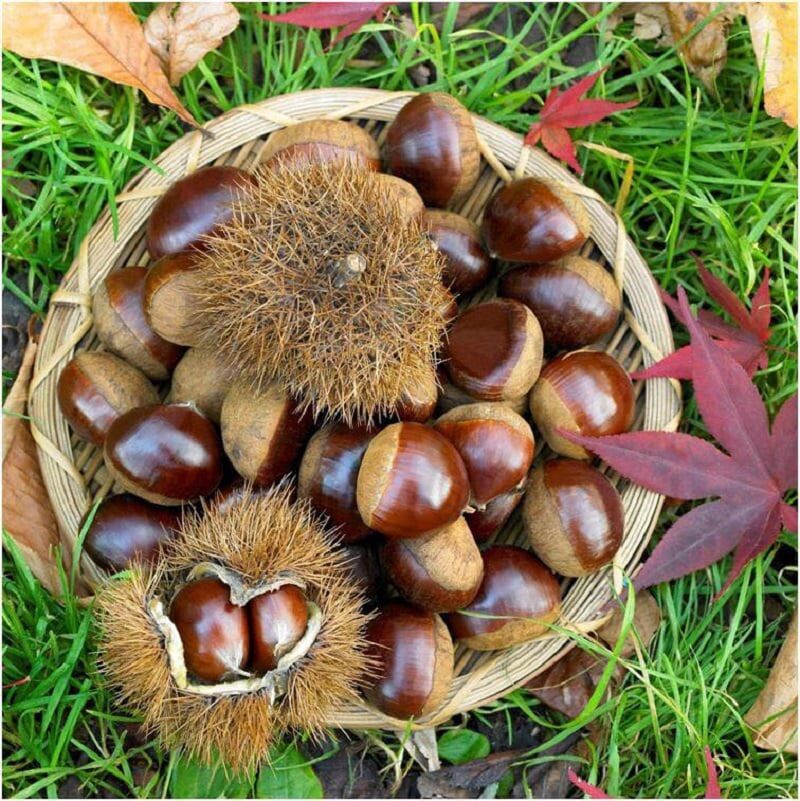 Hạt dẻ tây bắc-500gr