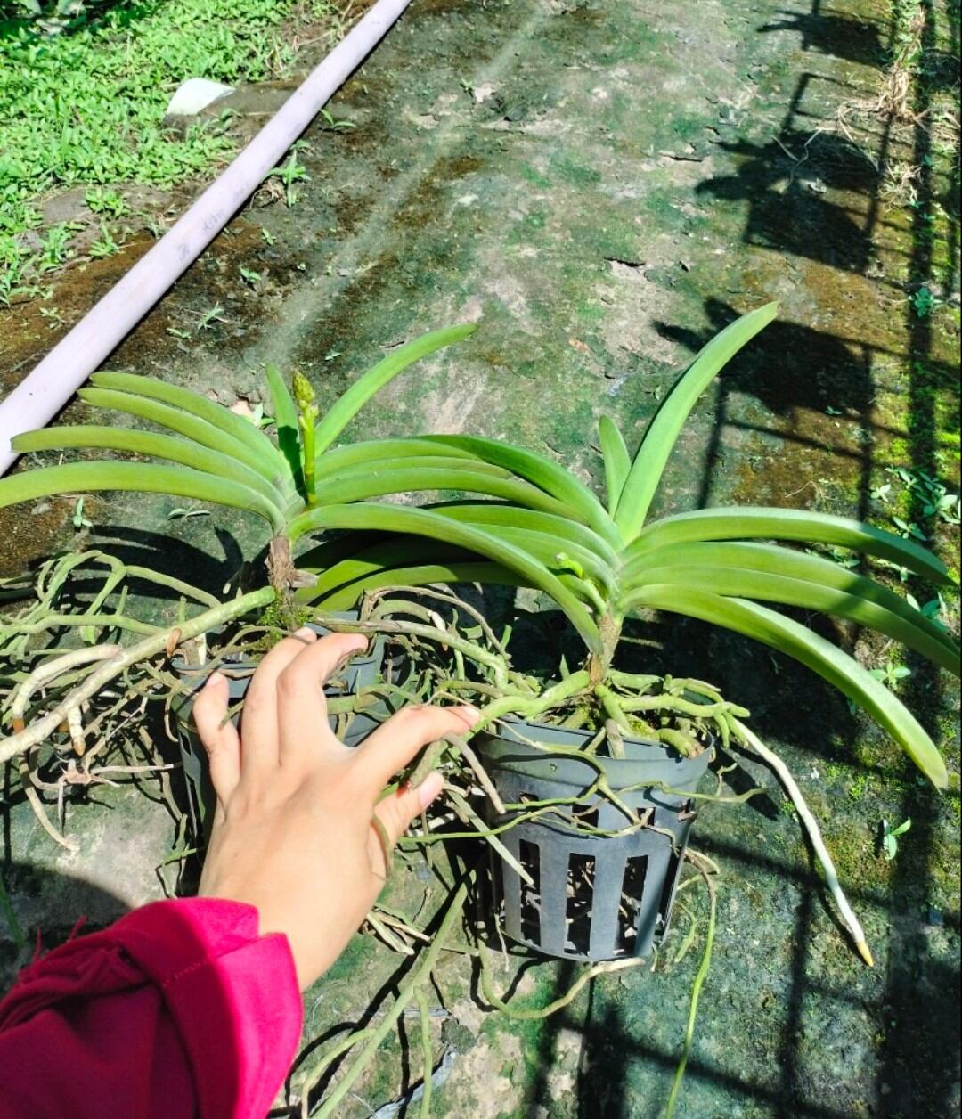 Compo 5 chậu nhựa trồng lan f16