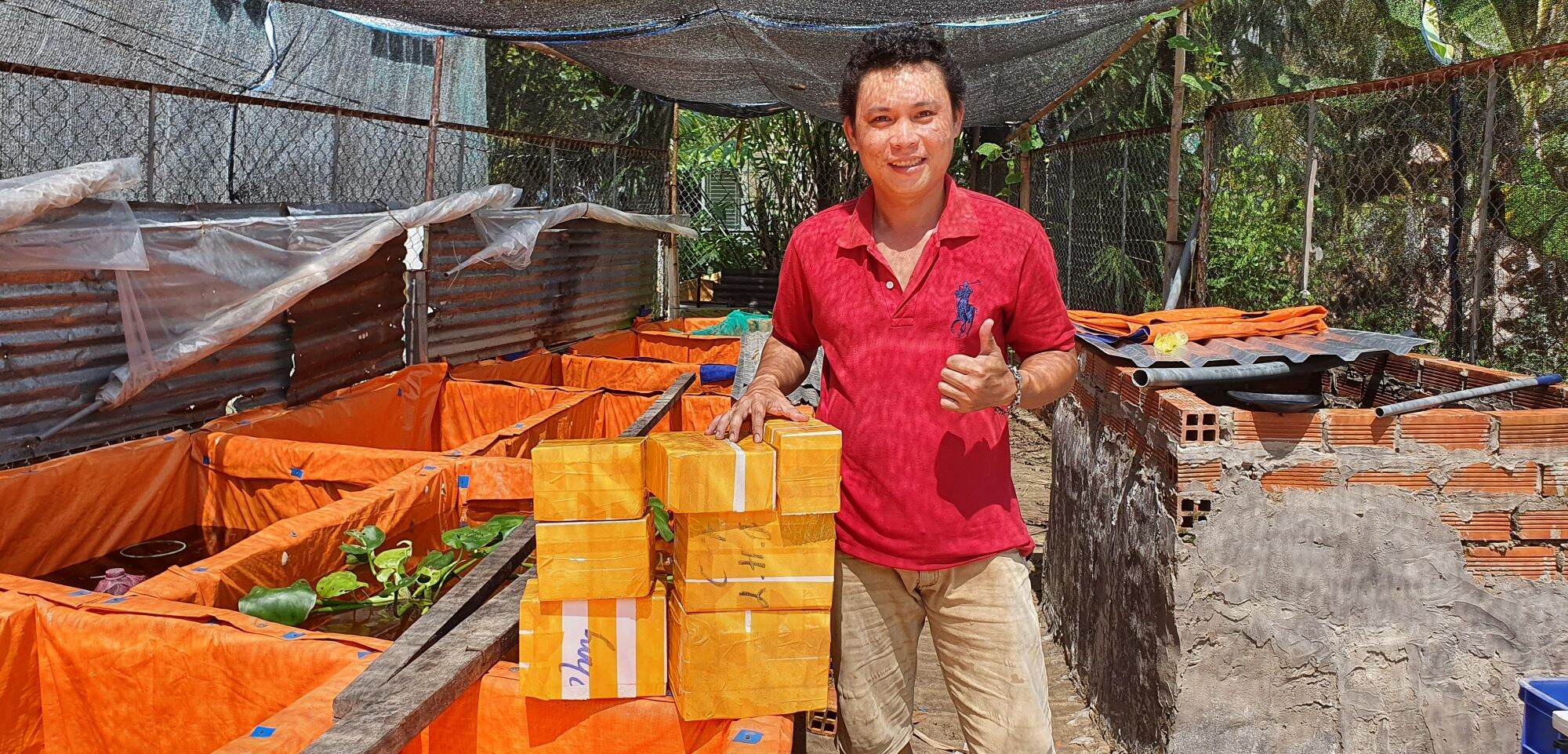 Nước Cốt Lá Bàng Nguyên Chất - Giúp Cá Sung + Khỏe Mạnh