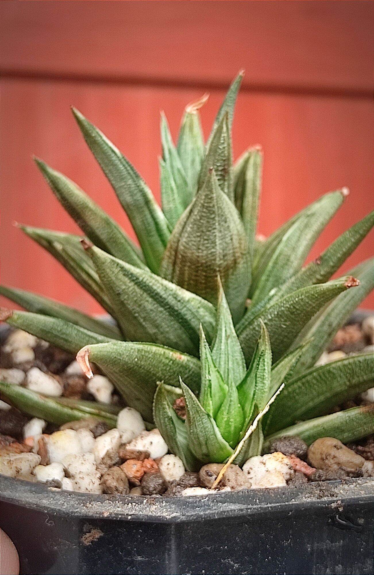 Cây xương rồng móng rồng Haworthia xanh bạc - Haworthia Tortuosa