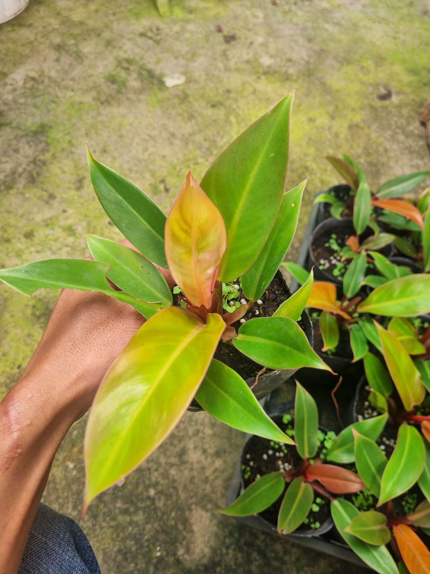 Trầu bà đế vương cam Philodendron erubescens