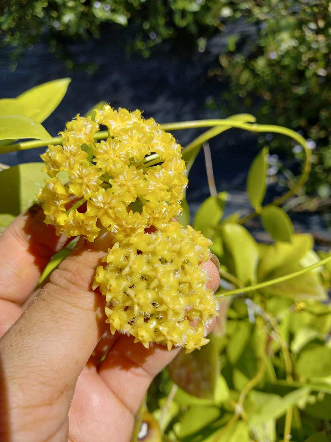 Cẩm cù Minrendosis Yellow trưởng thành sắp hoa
