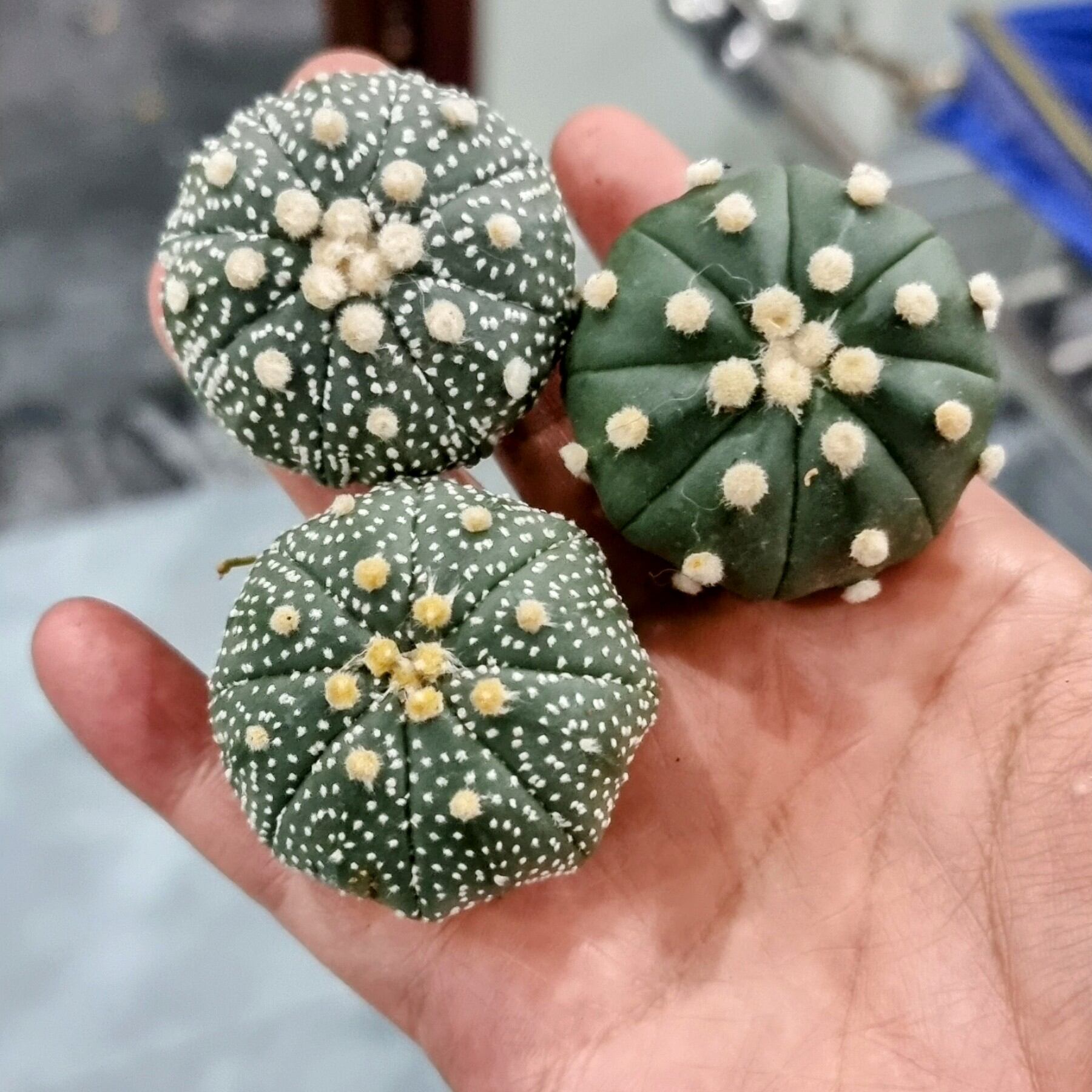 Xương rồng Astrophytum asteriassize hơn 3.8cm đến 5 cm combo 3 cây
