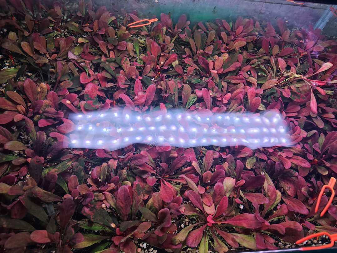 Cây cải đỏ thủy sinh màu đẹp (1 cây)