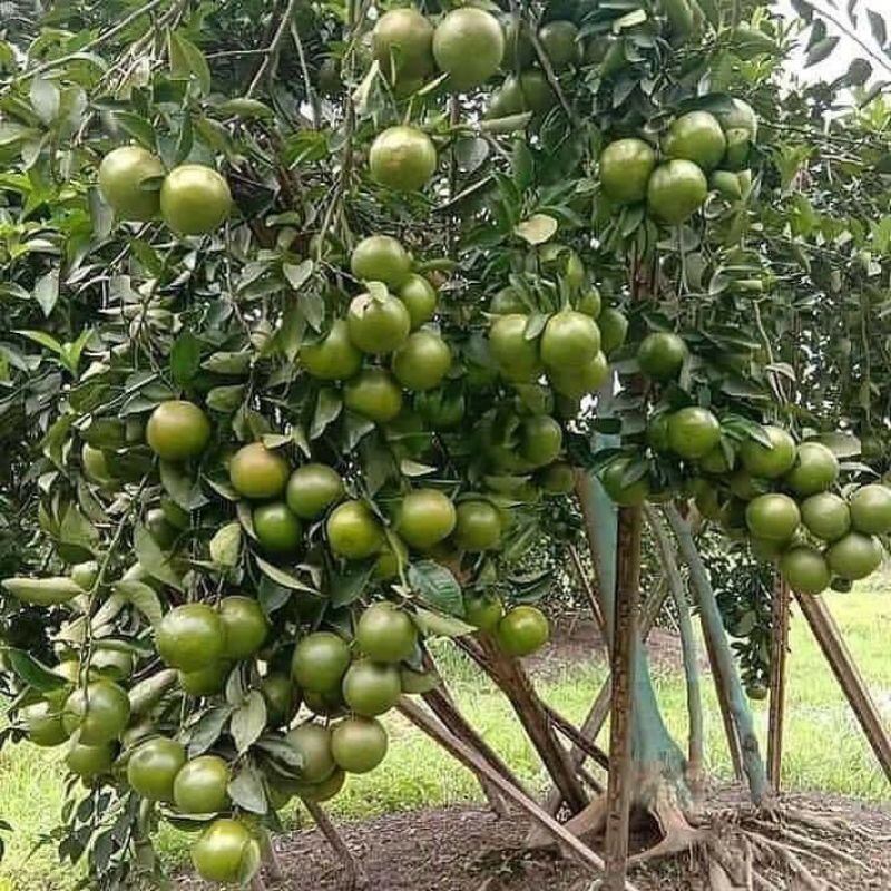 Cây quýt đường giống